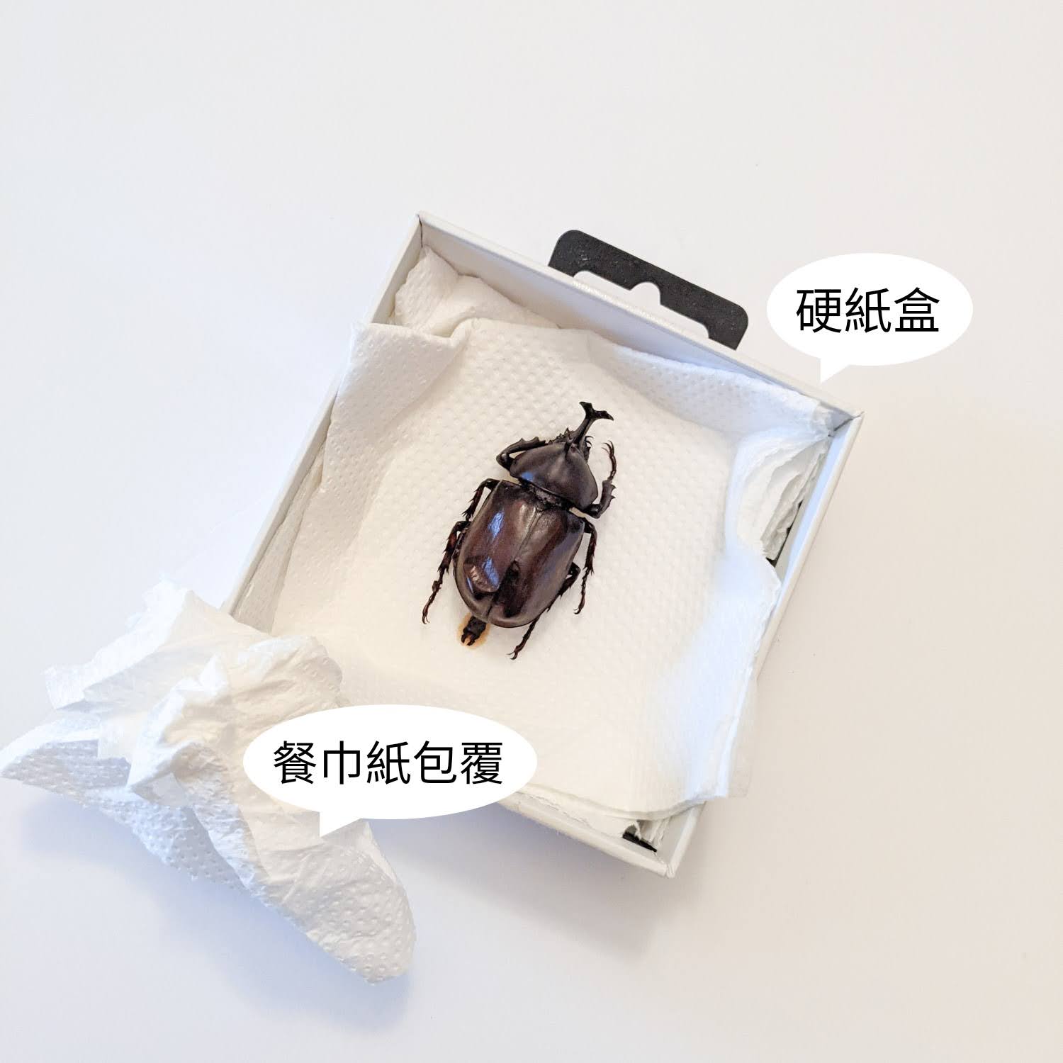 興趣誌-昆蟲標本製作-包裝方式