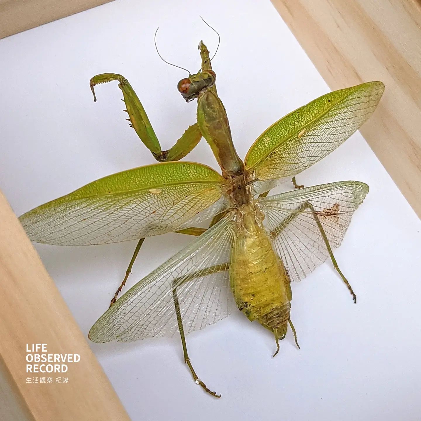 螳螂標本製作