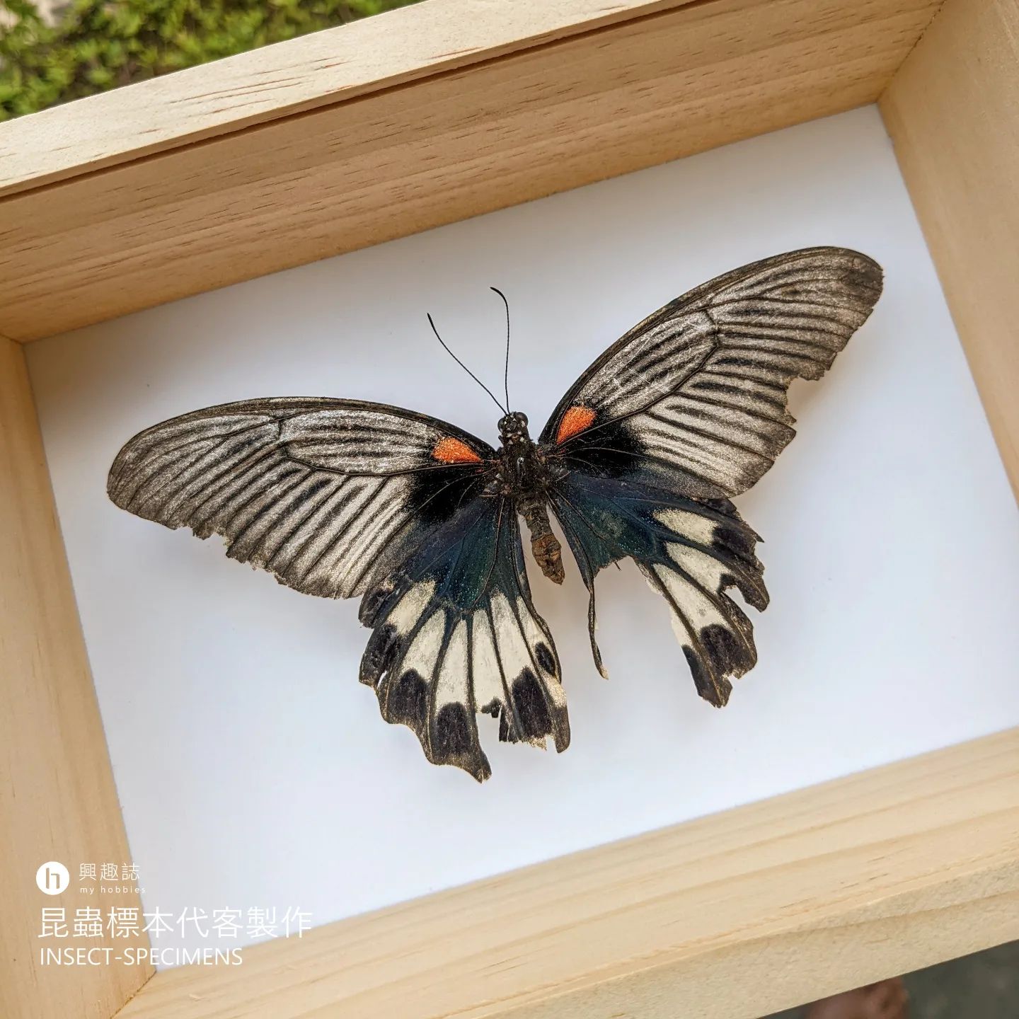 蝴蝶標本製作