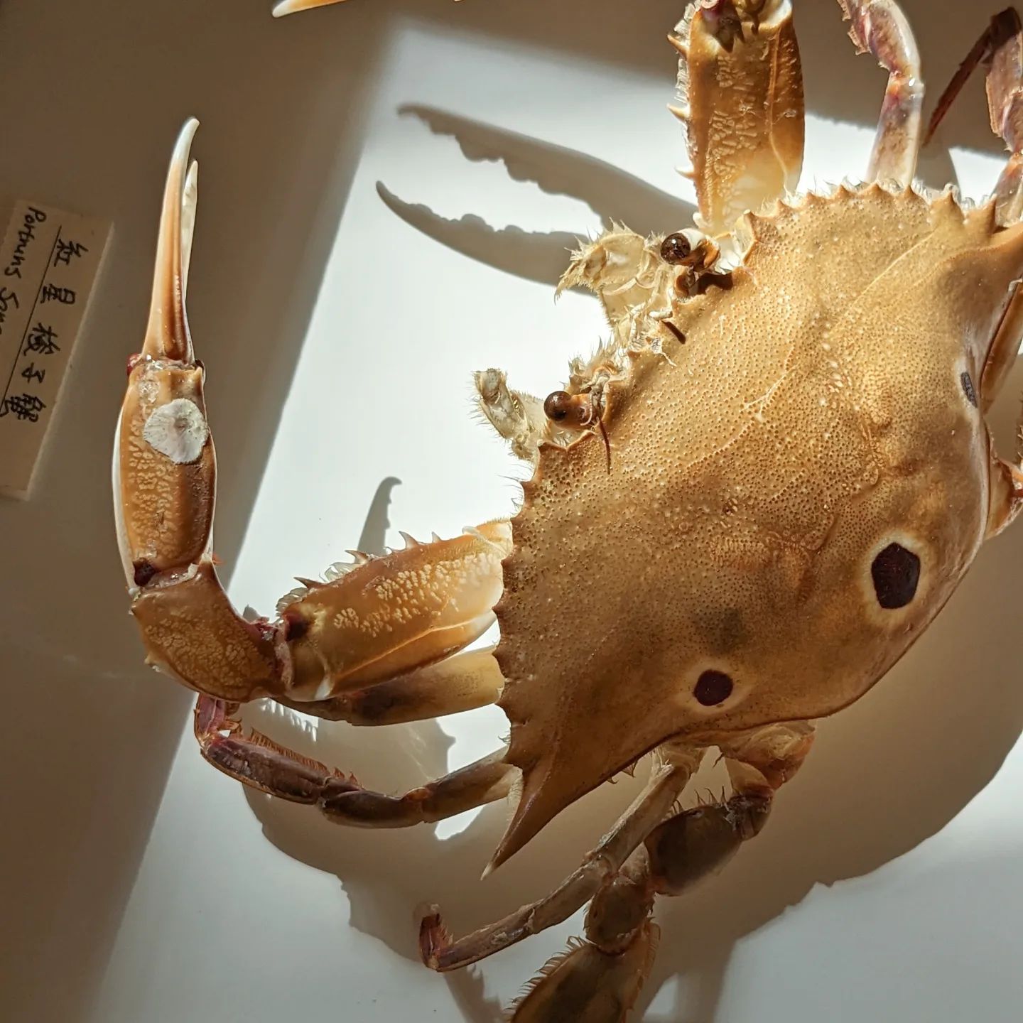 螃蟹標本製作